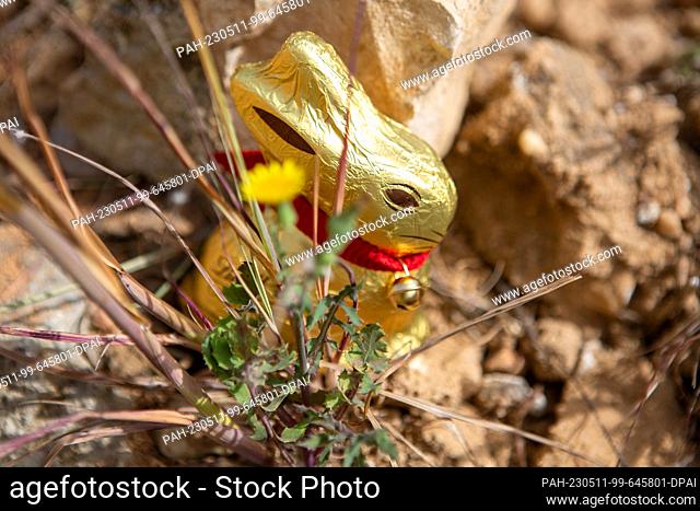 PRODUCTION - 09 April 2023, Portugal, Tomar: A chocolate Easter bunny has been hidden among stones and grasses in a garden for children on Easter Sunday