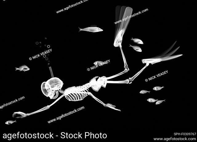 Skeleton diving amongst fish, X-ray
