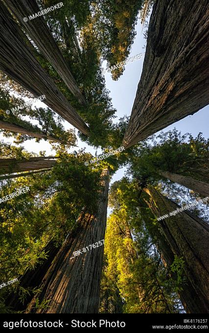 Coast redwoods (Sequoia sempervirens), looking up into the sunlit treetops, Jedediah Smith Redwoods State Park, Simpson-Reed Trail, California, USA