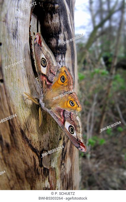 emperor moth (Saturnia pavonia, Eudia pavonia), male sitting at a trunk, Germany