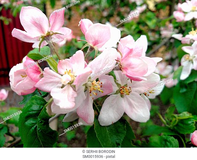 Flowers rose colors apple tree branch blossoms in summer day nature