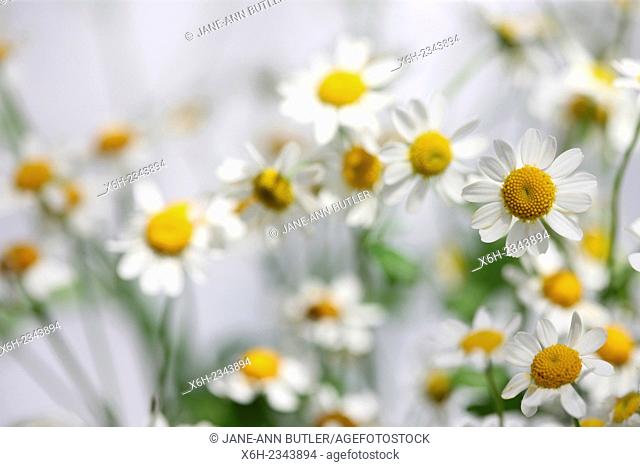 tanacetum parthenium - feverfew, single vegmo variety, Summer daisy-like flowers, medicinal herb