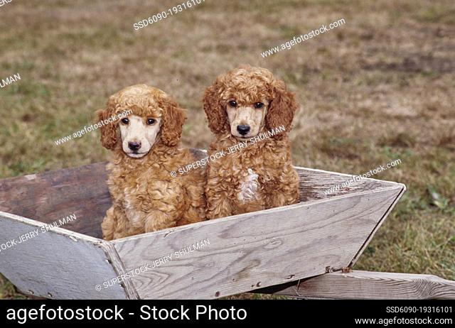 A pair of standard poodle puppies sitting in a wooden tray