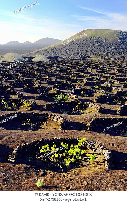Lanzarote, Canary Islands. Traditional cinder rock wind shelter walls protect grape vines in volcanic landscape around La Geria