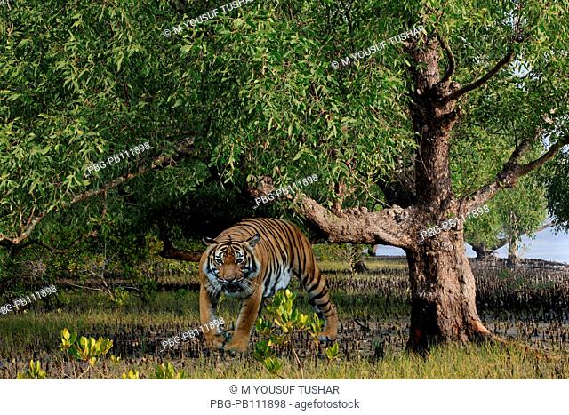 Royel bangel tiger in Sundarban The Sundarbans, a UNESCO World Heritage Site and a wildlife sanctuary The largest littoral mangrove forest in the world