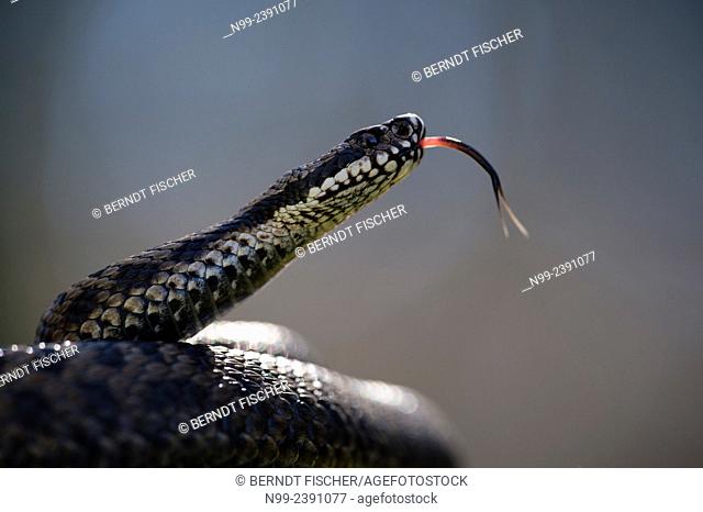 Adder (Vipera berus), curled up, female, darting the tongue in and out, Bavaria, Germany