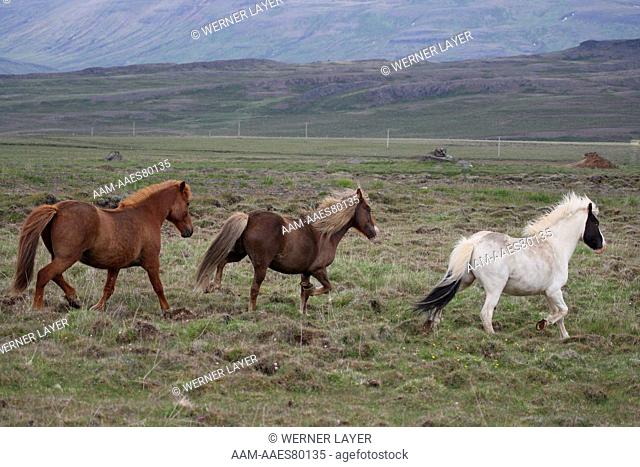 Icelandic Horses/ Ponies on Pasture, Iceland