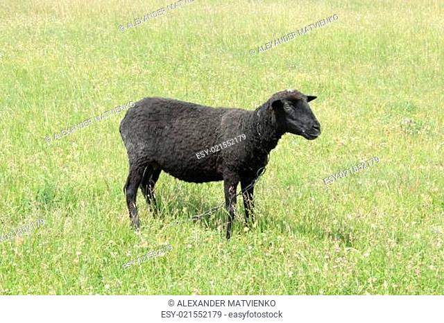 black sheep grazing on the grass