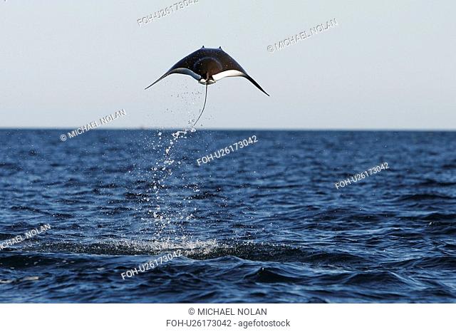 Adult Spinetail Mobula Mobula japanica leaping out of the water in the upper Gulf of California Sea of Cortez, Mexico. Note the long whip-like tail longer than...