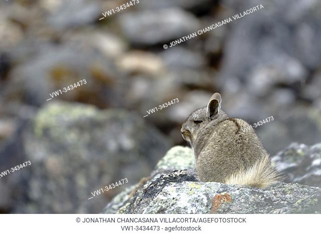 Vizcacha peruana (Lagidium Peruanum) perched on the rocks of their natural environment. Huancayo - Perú