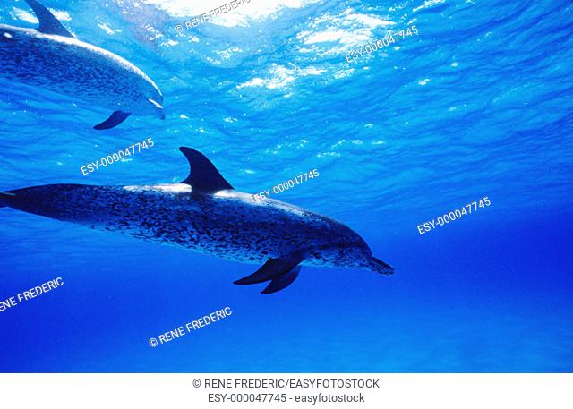 Atlantic Spotted Dolphin (Stenella plagiodon) swimming. Bahamas