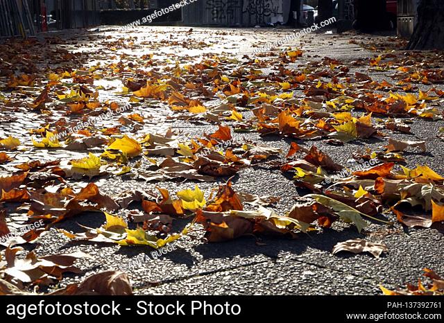 Autumn walk in Tempelhof. Berlin, November 15, 2020 | usage worldwide. - Berlin/Berlin/Deutschland