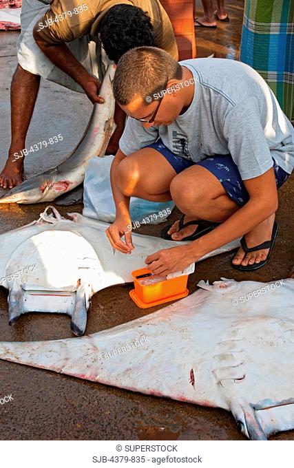 A scientist collecting a DNA sample from a devilray Mobula japanica, Mirissa harbour, Sri Lanka