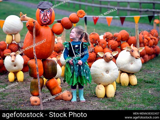 Pumpkin-son Farm: Rosie Higgins, pumpkin creator, with Seth her pet Sphynx cat and her pumpkin named Jeremy Clarkson at Pumpkinson Farm at the Pick Your Own...