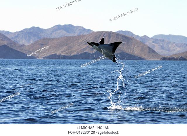 Adult Spinetail Mobula Mobula japanica leaping out of the water in the upper Gulf of California Sea of Cortez, Mexico. Note the long whip-like tail longer than...