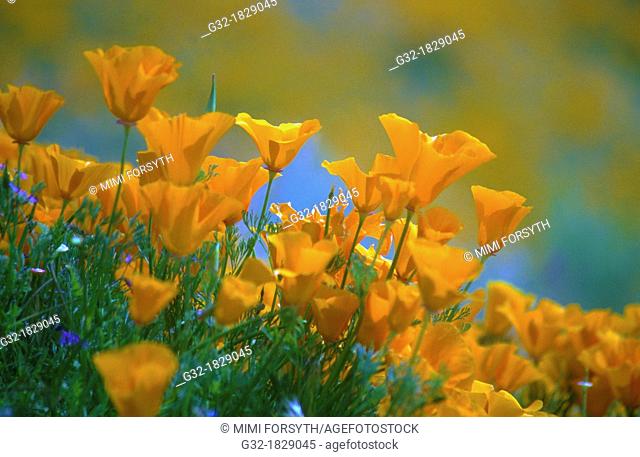 Wild poppies, Antelope Valley, California, USA