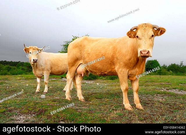 Cows grazing fresh green grass on the field. Farm. Animals graze on a meadow. Cows on pasture. Milk and meat industry. . High quality image
