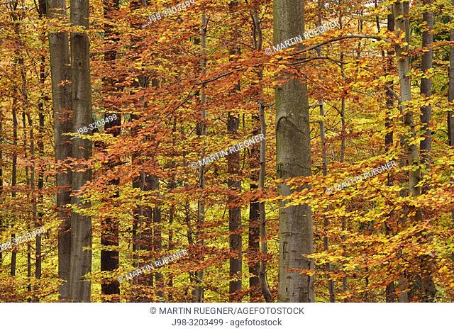 Forest in autumn colours. Bavaria, Germany