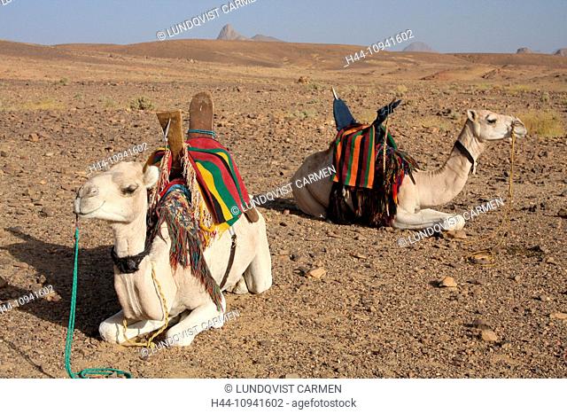 Algeria, Africa, north Africa, desert, stone desert, rocky desert, gibber plain, Sahara, Tamanrasset, Hoggar, Ahaggar, mountain, mountains, Tuareg, ride, camel