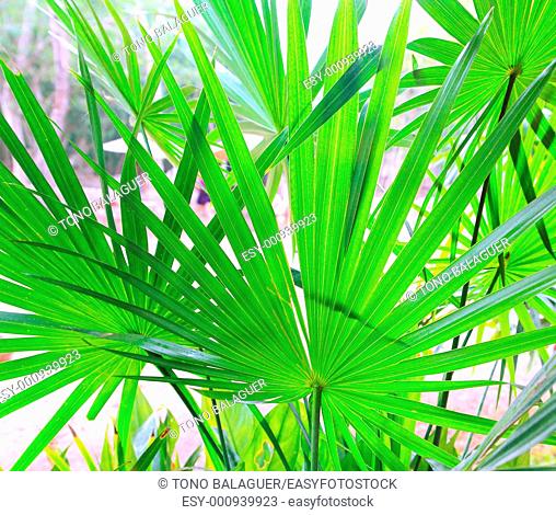Chit Palm tree leaves in Yucatan rainforest mexico central america