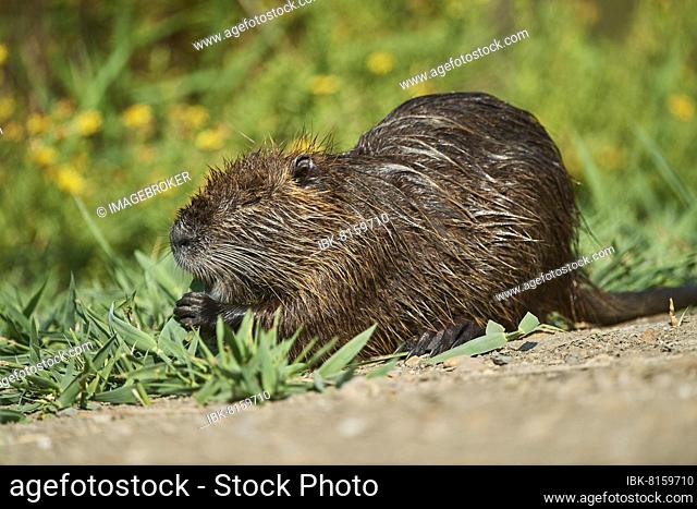 Nutria (Myocastor coypus) swimming in the grass, Camargue, France, Europe