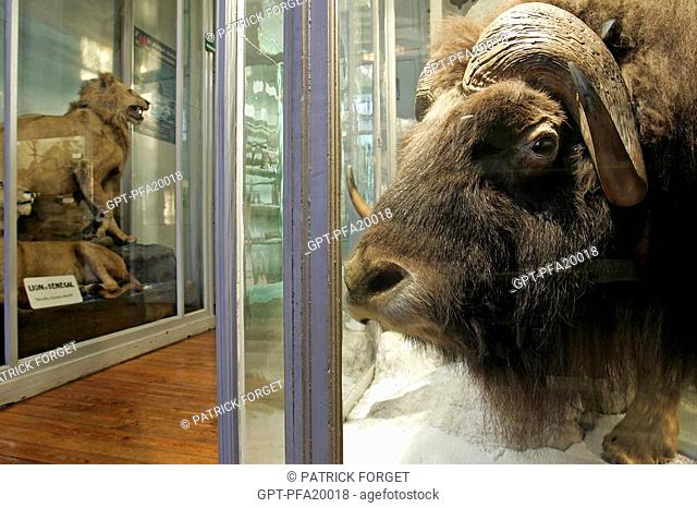 LION AND MUSK OX, HALL OF MAMMALS, MUSEUM OF NATURAL HISTORY IN ROUEN, SEINE-MARITIME 76, FRANCE