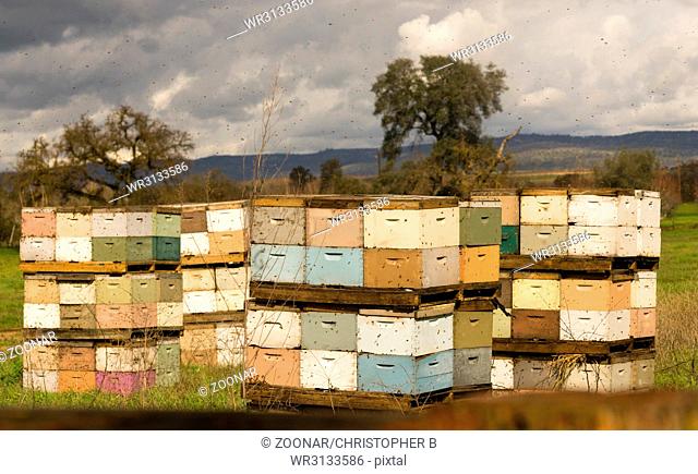 Beekeeper Boxes Bee Colony Farm Field