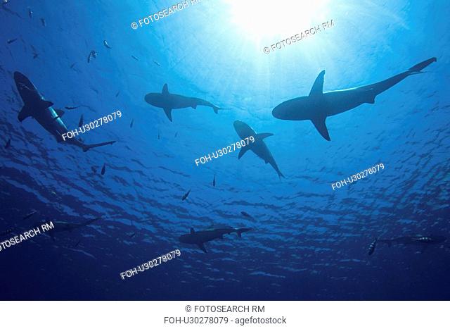 sillhouette, sharks, swimming, carcharhinus, reef, school