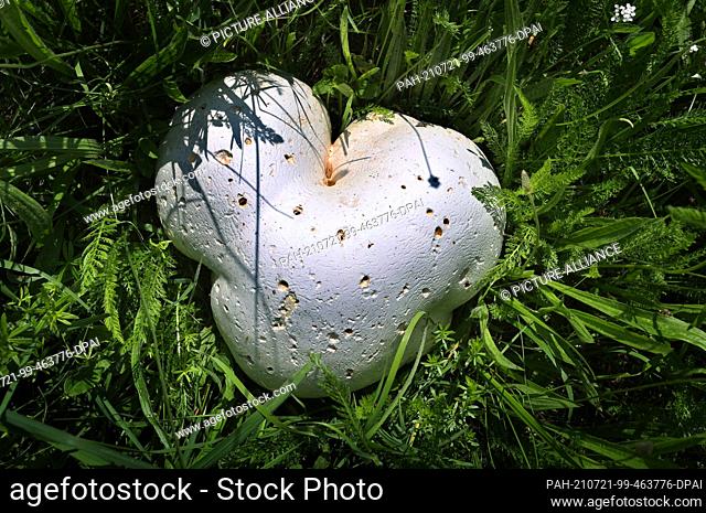 21 July 2021, Bavaria, Margetshöchheim: A giant heart-shaped bovist with a diameter of about 40 centimetres is growing in a meadow orchard under fruit trees