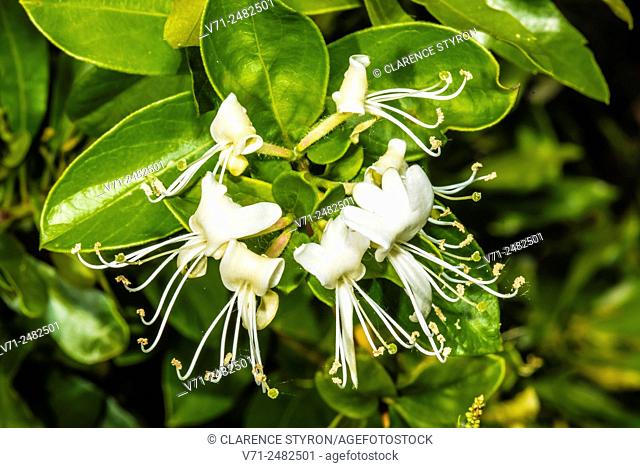 White Honeysuckle (Lonicera japonica) Spring Flowers