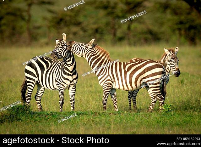 Plains zebra stands biting another near foal