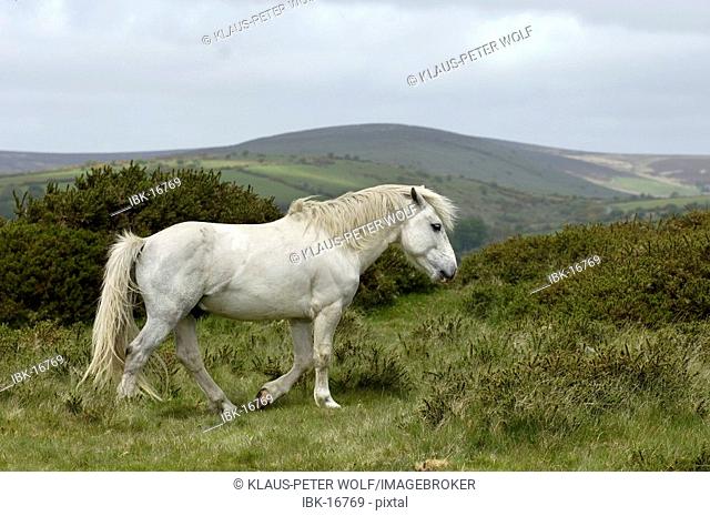 Dartmoor Pony ||white horse Dartmoor National Park Devon England