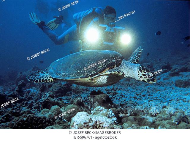 Sea Turtle (Cheloniidae) and scuba diver, underwater photograph, Indian Ocean