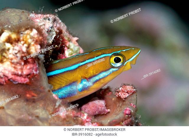 Mimic Blenny or Piano Fangblenny (Plagiotremus tapeinosoma) in a burrow, Great Barrier Reef, UNESCO World Natural Heritage Site, Pacific Ocean, Queensland