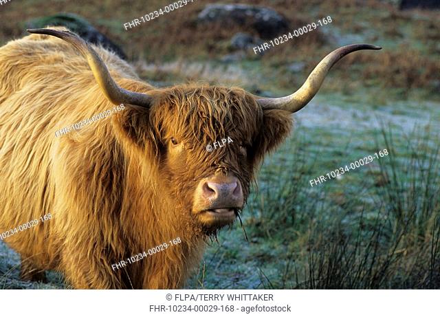 Highland Cattle - Cow - Close-up of head - Glen Nevis, Scottish Highlands, Scotland