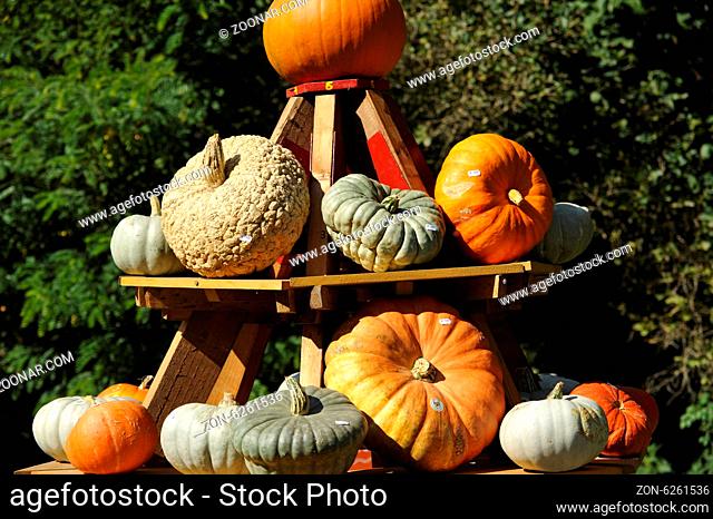 Pumpkin, Evergreen Country Look in Herrenhausen Gardens Hanover Germany