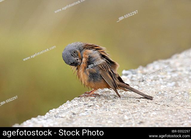 Cretzschmar's cretzschmar's bunting (Emberiza caesia), adult male, cleaning after bathing, standing on concrete wall, Lesvos, Greece, Europe