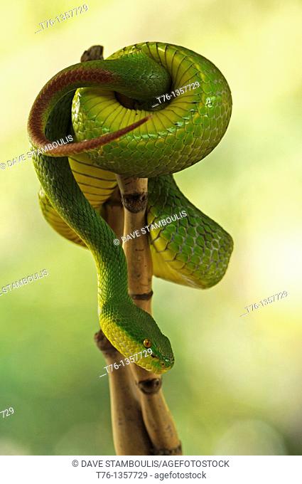 white lipped green pit viper, highly venomous snake, Trimeresurus albolabris