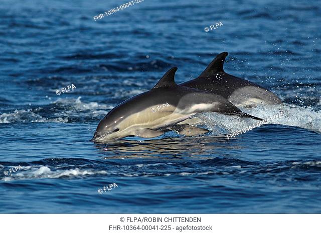 Short-beaked Common Dolphin Delphinus delphis two adults, porpoising, Algarve, Portugal, october