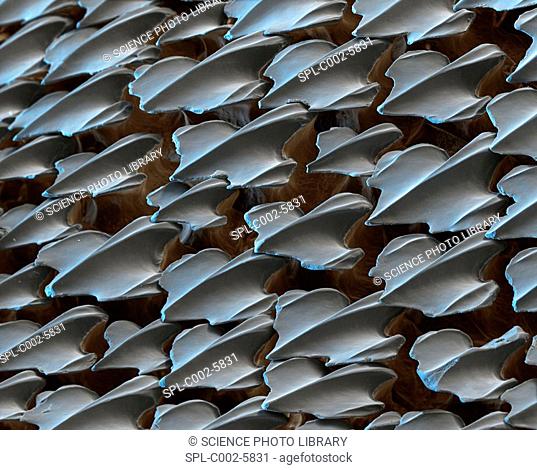 Spiny dogfish skin. Coloured scanning electron micrograph SEM of scales from the skin of a spiny dogfish Acanthias acanthias