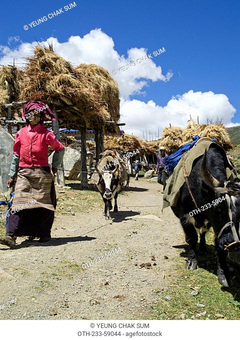 Villagers transporting hay at Laigu village, Tibet, China