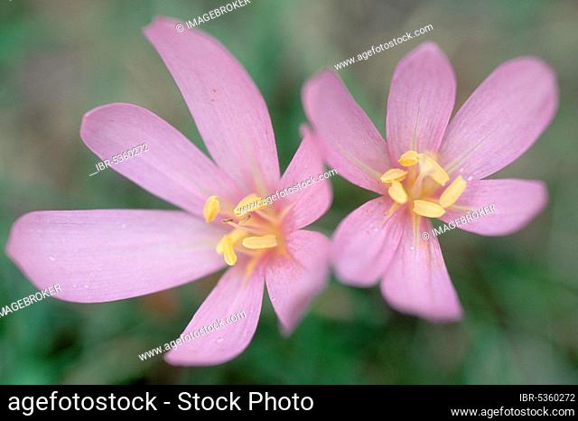 Meadow saffron (Colchicum autumnale), Hesse, Germany, Europe