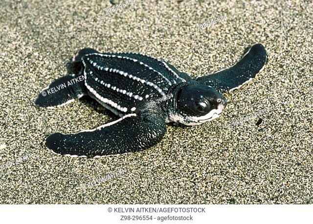 Leatherback turtle (Dermochelys coriacea) hatchling crossing beach. Tropical all oceans