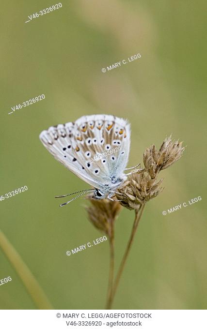 Chalk Hill Blue, Polyommtus coridon. Blue butterfly with dainty baby blue upperwings. Colonuizes in calcareous grasslands to about 2100m