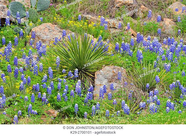 Flowering Texas bluebonnets in a field with rocks, Willow City, Gillespie County, Texas, USA
