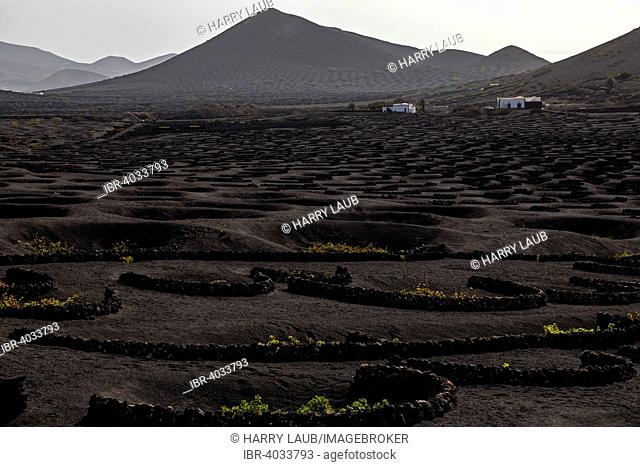 Typical vineyards in dry cultivation in volcanic ash, lava, white houses, vineyards, wine-growing region La Geria, Lanzarote, Canary Islands, Spain