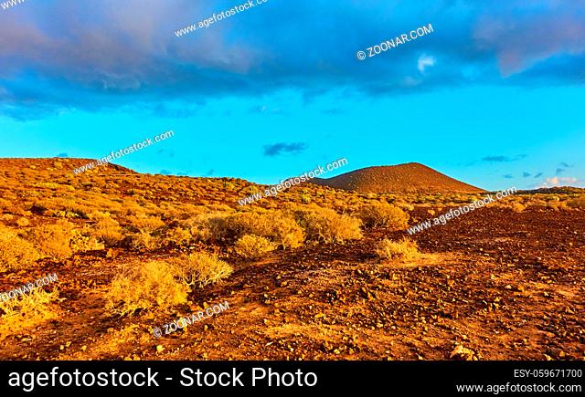 Desert weth bushes in the south of Tenerife Island at sunset, Canary - Landscape