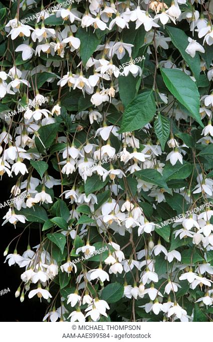 Weeping Japanese Snowdrop or Snowbell Tree (Styrax japonicus 'Carillon')