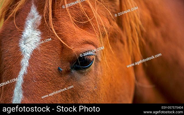 Brown horse with a fly near its eye, close up view