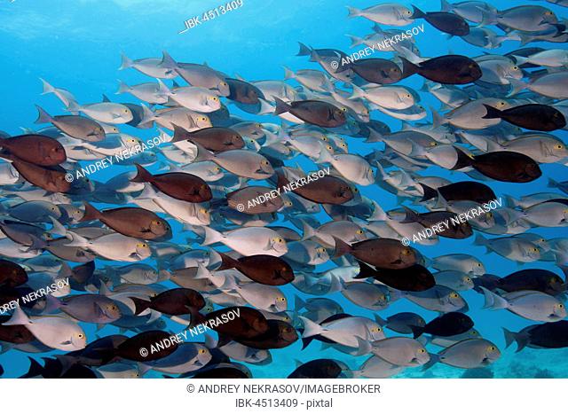 School of fish Yellowfin Surgeonfish (Acanthurus xanthopterus) in blue water, Indian Ocean, Maldives